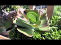 Succulent Lovers Gather Here💚:#plants succulent #succulents #sunlovingplants