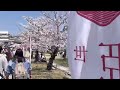 Watching the Cherry Blossoms in Japan