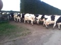 Crossing the cows