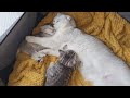 I have tears in my eyes when I see this! The cutest video about kittens! Without music