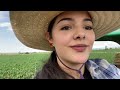 Escardando la milpa 🤠🌽