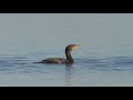 Double-crested Cormorants of Kiawah Island. 11/11/2018