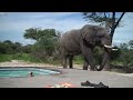 Elephant crashes the pool party