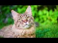 Maine Coon Cat: The Pros & Cons of Owning One