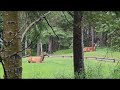 Deer At Waskeisu