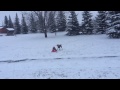 Maisie's First Time Sledding!