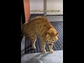 Videos to prove that cats can talk