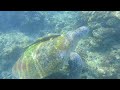 Snorkeling with sea turtle in Phuket Thailand 🇹🇭
