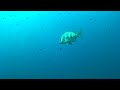 Sargos Tossa de Mar 2019 Raya´s Diving