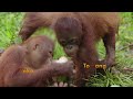 A Whole New World | Orangutan Jungle School 105