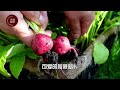 打造花园般的菜园 DESIGNING A BEAUTIFUL VEGETABLE GARDEN