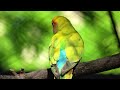 The World of BIRDS in 4K - The Healing Power Of Bird Sounds | Scenic Relaxation Film Part 2