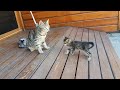 Mom cat cleaning her kitten by force