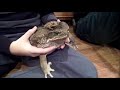 Poisonous Cane Toad