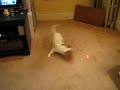 Penny and the laser toy