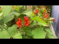 Update For Our Ranna Beans and Forash Beans This is my  Garden/Shaker Bagan Uk Part 4