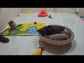 Funny Dogs And Cats Videos😽🐶Best Funniest Animal Videos 2024