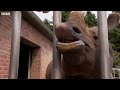 Most Hungry Rhino of world😝||viral hog