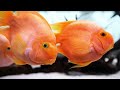 The Best 4K Aquarium - Get Lost In The Mesmerizing World Of Most Beautiful Fish