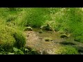 【自然の音】高原の林を流れる小川 / Nature Sounds - A Stream Flowing Through the Forest on a Plateau