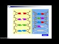 DNA Structure and Replication