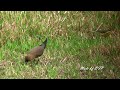 崁頂的燕鴴/Oriental Pratincole