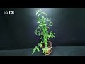 Peach Tree Growing From Seed Time Lapse (128 Days)