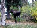 More Moose in Anchorage