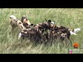 Wild Dogs Take 5 Buffalo Calves in an EPIC Feeding Frenzy!