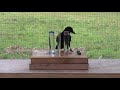 Causal understanding of water displacement by a crow