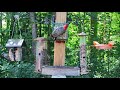 What a crowd! Cardinals, Woodpeckers, Grosbeak and more at Woods' Edge! - Nunica, MI