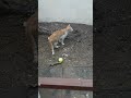 Pretty Kitty playing Football!!