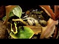 Poison Dart Frog Feeding GoPro HD