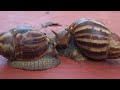 don't touch it!Giant African snail 🐌❌️DANGER  to humans , Caracol Africano Gigante❌  NO LO TOQUES