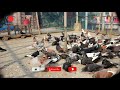 প্রবাসীর বাবা বৃদ্ধো বয়সে আবদ্ধ অবস্থায় বাড়ির ছাদে দেশি কবুতর পালন করার পদ্ধতি - BD Pigeon Farm