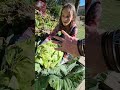 Harvesting a giant cabbage!