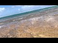 Tidal Pool | Convict Tang Fry & Sergeant Major Fry (Kauai, Hawaii)