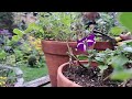 Enjoying & Relaxing In My Urban Garden | Summer Garden Tour