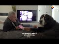 Very Needy Bernese Mountain Dog Figures Out How To Get Mom's Attention | The Dodo