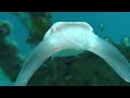 A menacing cuttlefish at Pulau Bangka, North Sulawesi, Indonesia on 15 Jul 2024