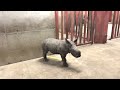 Rhino calf plays with zoo keeper