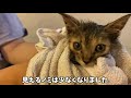 【保護子猫】初めてお風呂に入る保護猫　ノミがすごかった！シャワーに慣れて顔を近づけちゃう保護猫が可愛い♪