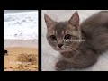 Best Funny Animals 2024 😍 Funniest Dogs and Cats 😻🐶