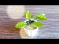 How To Grow Lemon From Seeds | How To Grow Lemon Tree From Seeds At Home - 100% Success