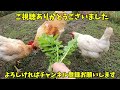 鶏小屋が襲撃された記憶がよみがえります… 【ニワトリ飼育】 163話目