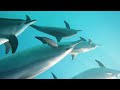 The Ultimate Underwater Escape 4K (ULTRA HD) - The Odd World Of Deep Sea Mimicry.