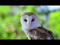 The Most Colorful Birds in 4K - Beautiful Birds Sound in the Forest | Bird Melodies