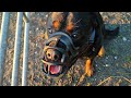 Rottweiler Max. Muzzle Training 🐶
