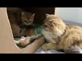 I was very moved! Cat father and mother cat take care of kittens together 😊. cute animal videos