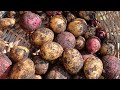 Cleaning out the triangle garden, Green wall, potatoes and dried flowers.